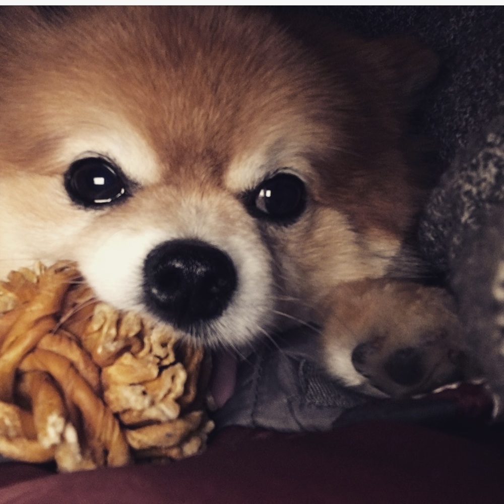 Meet your Posher, Tory